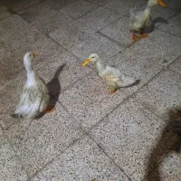 ۳تا اردک ۲تومان