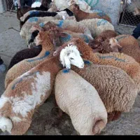 بره کشتار پروار با نژاد افشار مغان بیجار