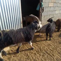 بره وکهره فروشی تکی وعمده