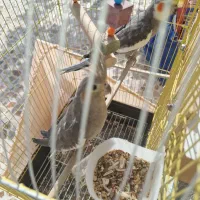 عروس هلندی