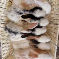 خرگوش