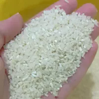 برنج نیم دانه هاشمی گیلان  برداشت امسال