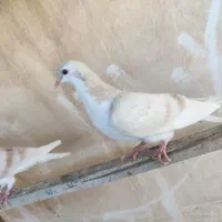 جوجه ساده هفت‌رنگ