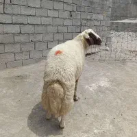 قوچ گوسفند میش