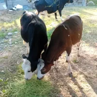دوتا سیمنتال اصل جنس ماده