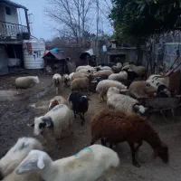 فروش گوسفند  بره زنده