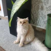 واگذاری گربه