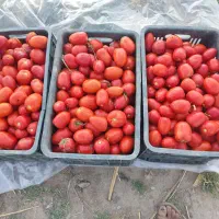 گوجه فرنگی تازه چین