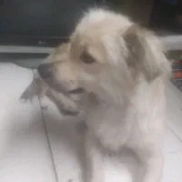 سگ پامر
