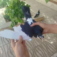 کبوتر پلنگ