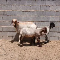 یک راس میش دوقلوزا با دوتا بره نر و ماده .بز