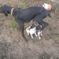 سگ شکاری|سگ|گوراب زرمیخ, |دیوار