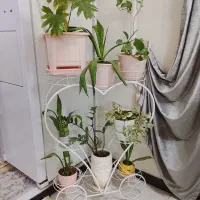 استند و گل