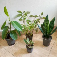 گل وگیاه /‌پک اقتصادی