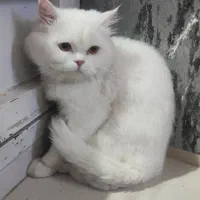 گربه پرشین کلاسیک نر