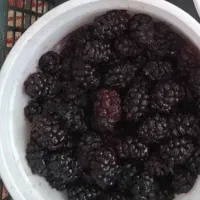 شاتوت درشت