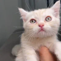 گربه