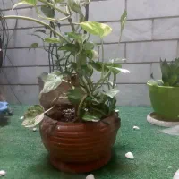 گیاه اپارتمانی نو