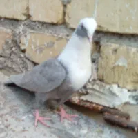کبوتر کفتر مخمل