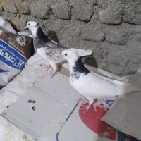 شازده