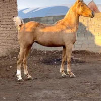 مادیون سمند شجره دار
