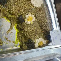 استخدام ، ( قصاب هم نیاز داریم )