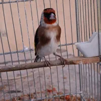 سهره جوجه قفس