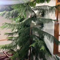 فروش|گل و گیاه طبیعی|خلخال, |دیوار