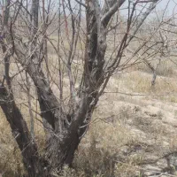 چوب پسته ۱هکتارموجوده کیلویی
