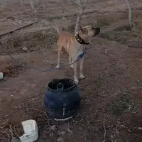 گمشده|حیوانات|رضویه, |دیوار