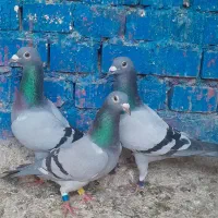 کبوتر 3جفت نروماده مسافتی پرینت دار سرعتی