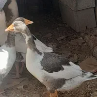 غاز