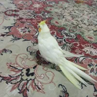 عروس هلندی