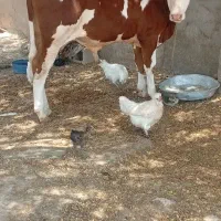 گوساله