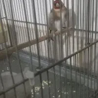سره نر