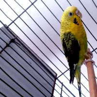 مرغ عشق بلک وینگ مولد