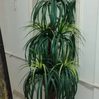 درخچه وگل رز