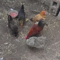 مرغ خروس محلی