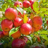 نمایندگی رسمی کود و محرک رشد کانادایی