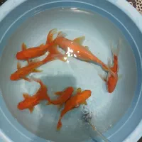 ماهی قرمز خوشرنگ‌