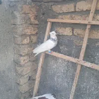 کفتر رنگه