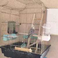 انواع قفس پرنده