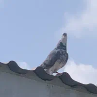 شازده سبز پرشی