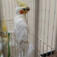 عروس هلندی ماده