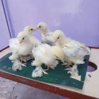 فروش جوجه برهما لایت۲۵روزه در بندرانزلی