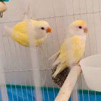 طوطی برزیلی کرمینو سخنگو