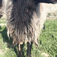 قوچ اصیل شال