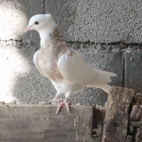 کبوتر