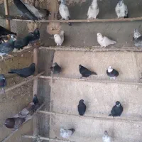 کبوتر شازده سرور . سوسکی