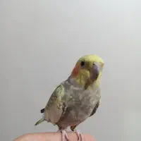 عروس هلندی جوان ماده